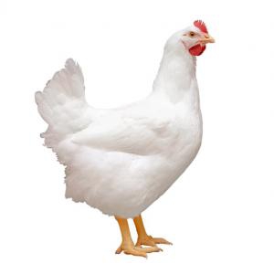 Poulet de ferme vivant entier