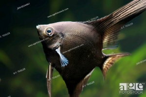 Angelfish fumé la pièce