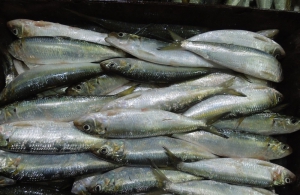 Pallette poisson Sardine - 22kg
