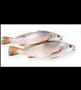 Poisson Bar corvinas- 1kg