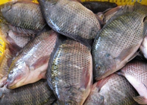 Poisson Carpe - 10 Kg