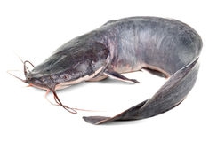 Poisson MACHOIRON- 1kg